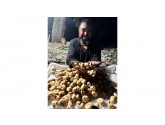 1. Kalite Süzme İri Jumbo Boy İncir